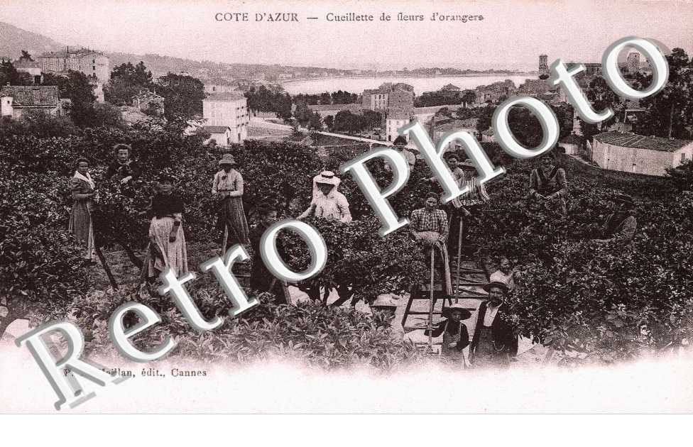 La Cueillette des Fleurs d'Orangers
