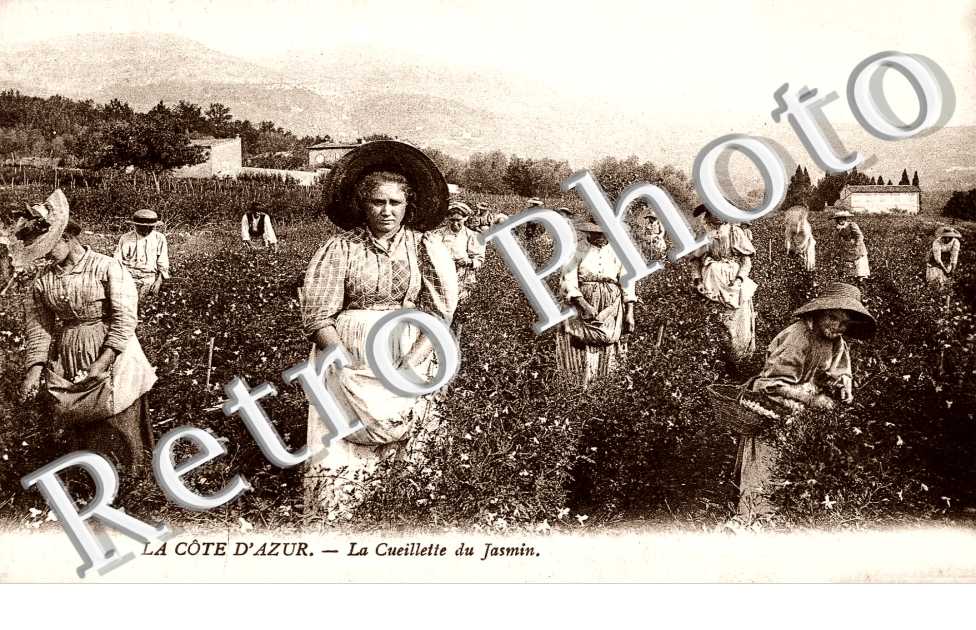 La Cueillette du Jasmin