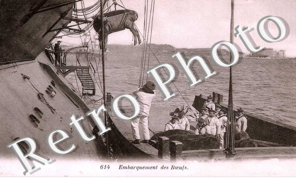 EMBARQUEMENT DES BOEUFS