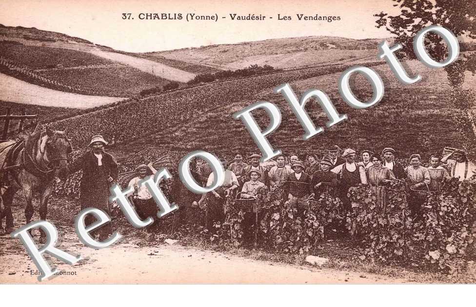 Vaudesir, les vendanges