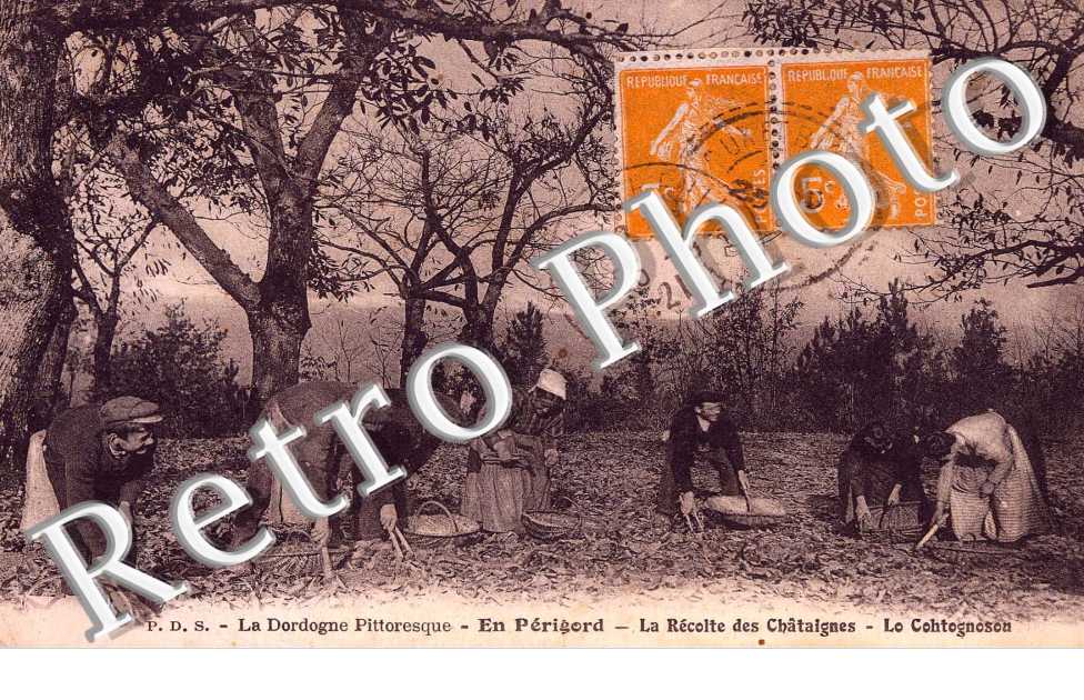 La recolte des chataignes