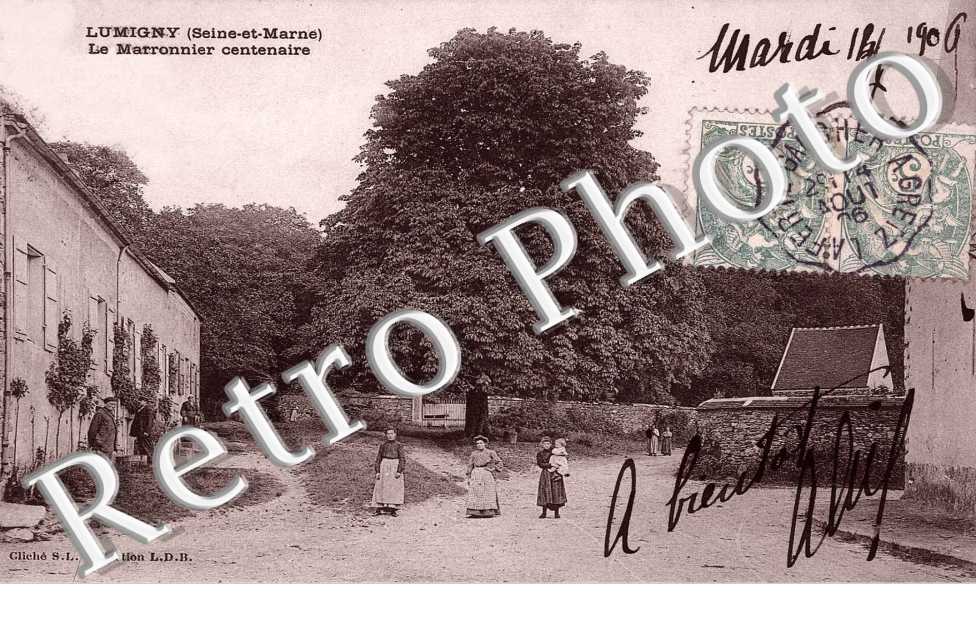 le marronnier centenaire