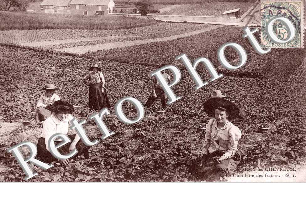La cueillette des fraises -  agriculture