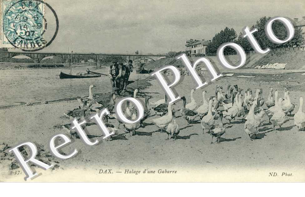 Halage d'une Gabarre (animaux)