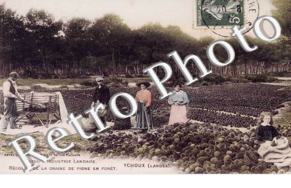 RECOLTE DE LA GRAINE DE PIGNE EN FORET