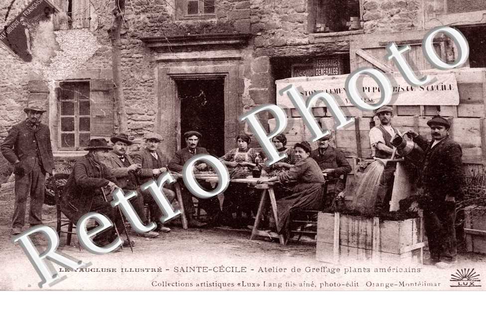 atelier de greffage plants americains