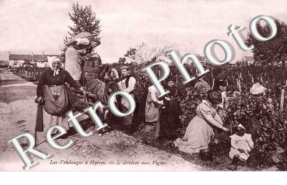 Les Vendanges - l'arrivee aux vignes
