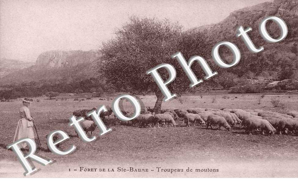 Forêt de  LA SAINTE BAUME  
