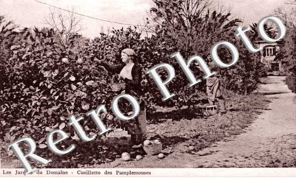 Le Jardin du domaine Cueillette des pamplemouses
