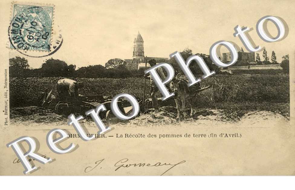 la recolte des pommes de terre (fin avril)
