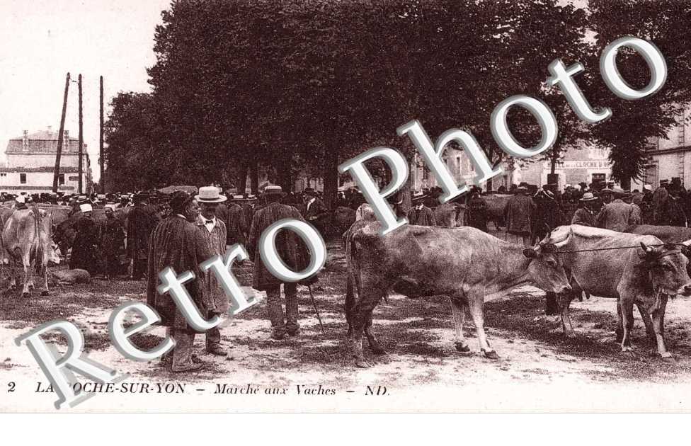 MARCHE AUX VACHES 