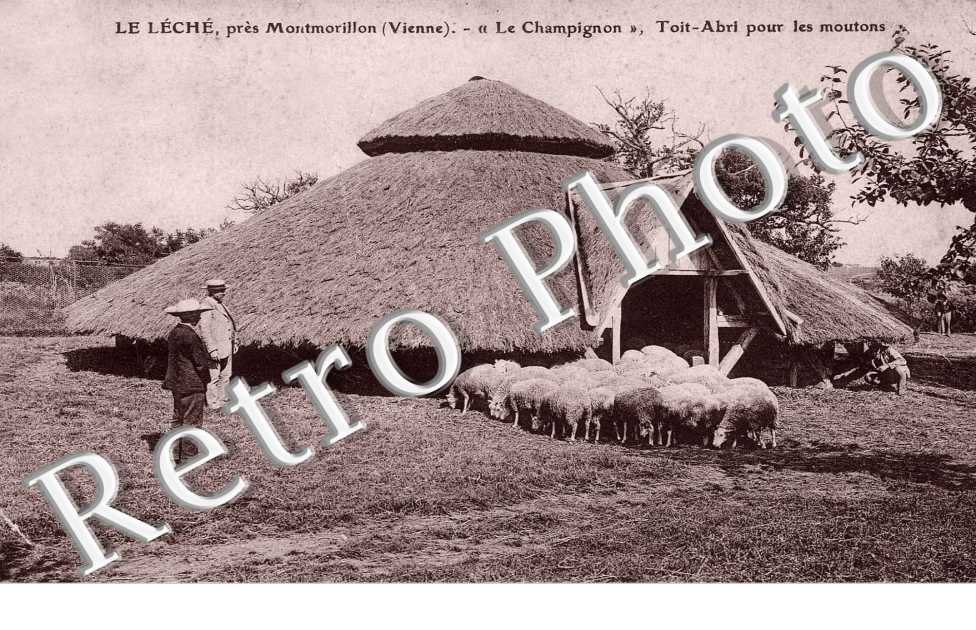 Le Champignon, toit abri pour les moutons