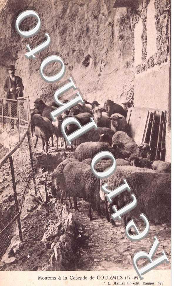 Moutons a la cascade