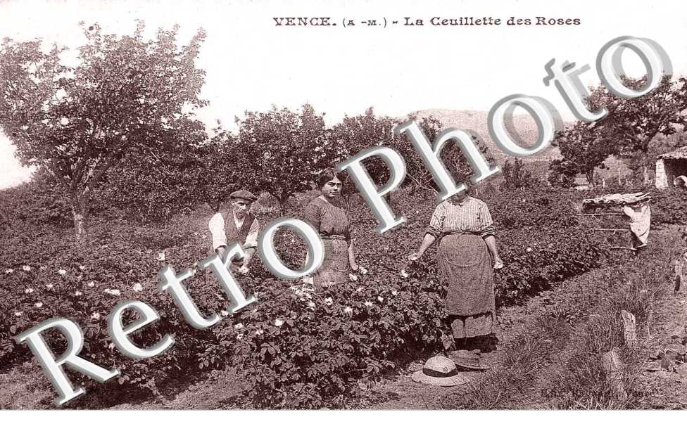 la cueillette des roses
