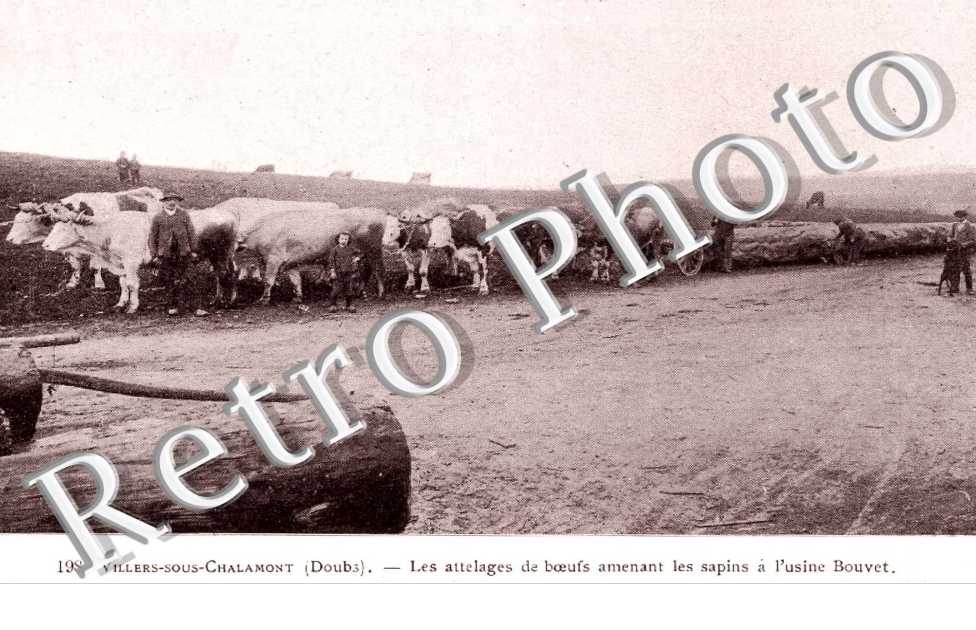 LES ATTELAGES DE BOEUFS