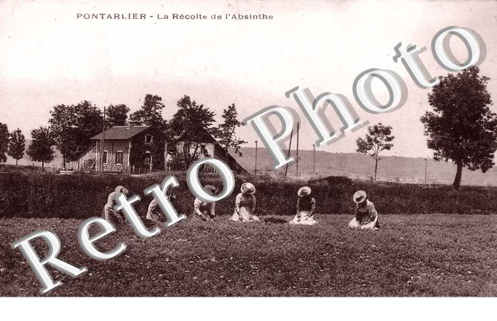 LA RECOLTE DE L'ABSINTHE