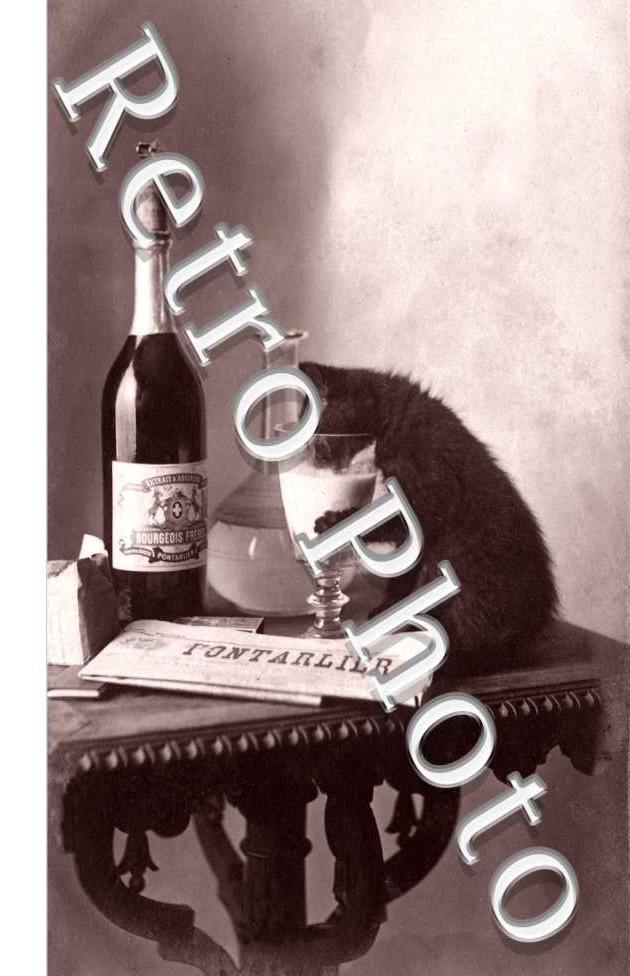 PERNOD une bouteille de Pernod et un chat