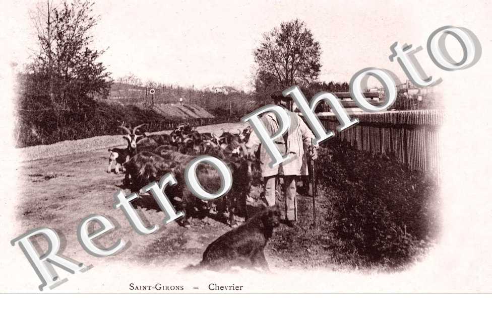 chevrier (chevre)