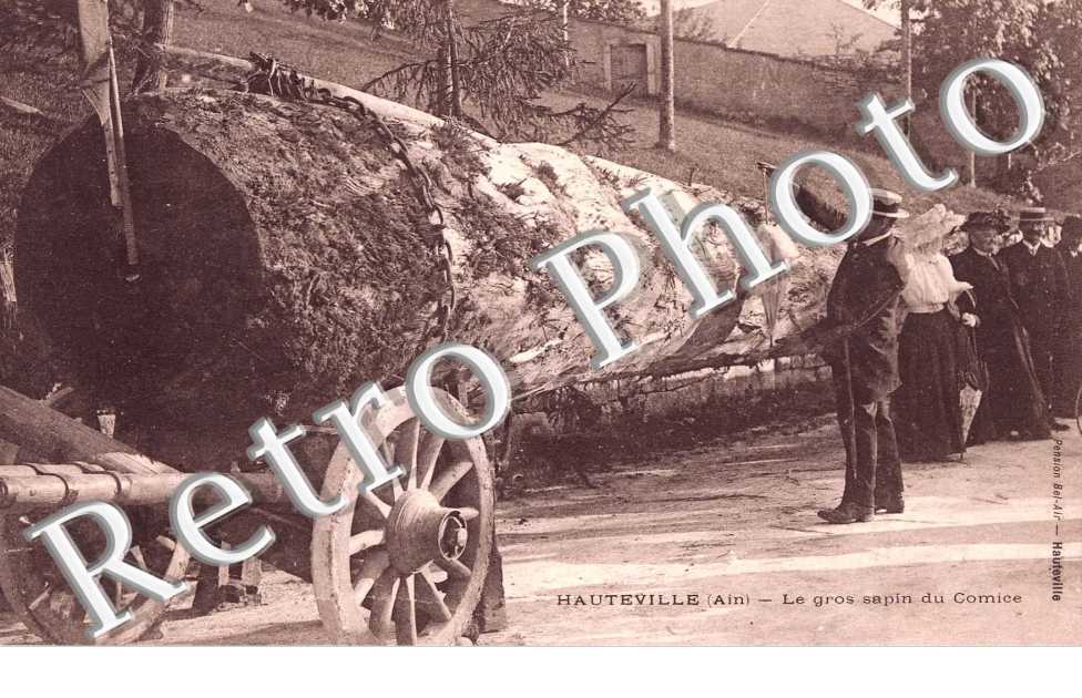 LE GROS SAPIN DU COMICE