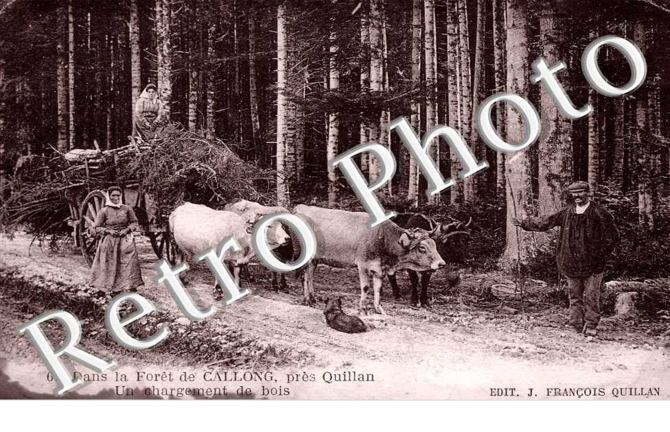 Dans la foret de Callong