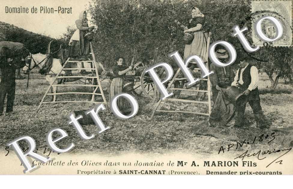 Domaine de Pilon-Parat - cueillette des olives - Mr A. Marion fils proprietaire