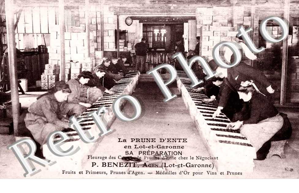 La Prune d'Ente. Sa Preparation.  P. BENEZIT