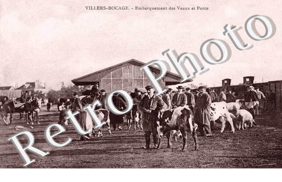 embarquement des veaux et porcs