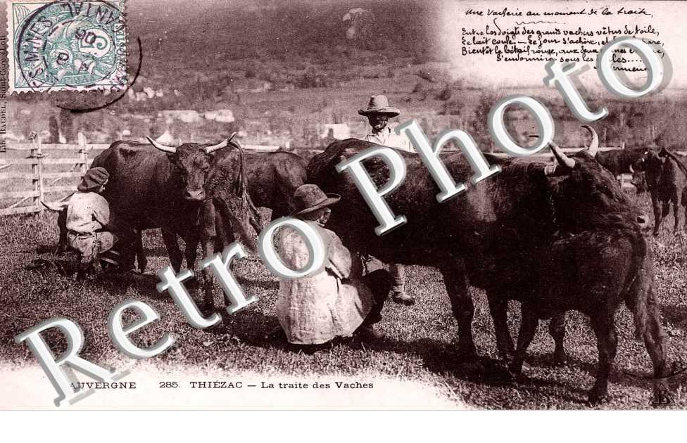 la traite des vaches