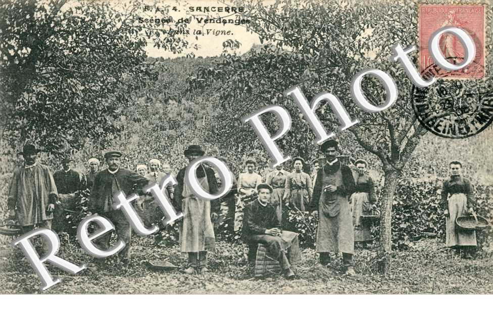 Scène de vendanges dans la vigne
