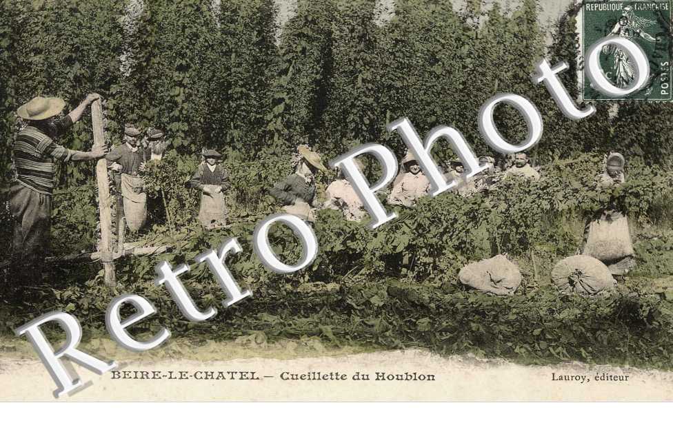 Cueillette du Houblon