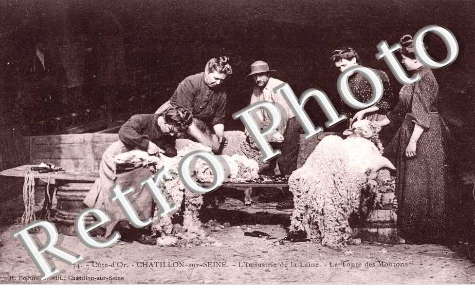 l'Industrie de la laine - la tonte des moutons