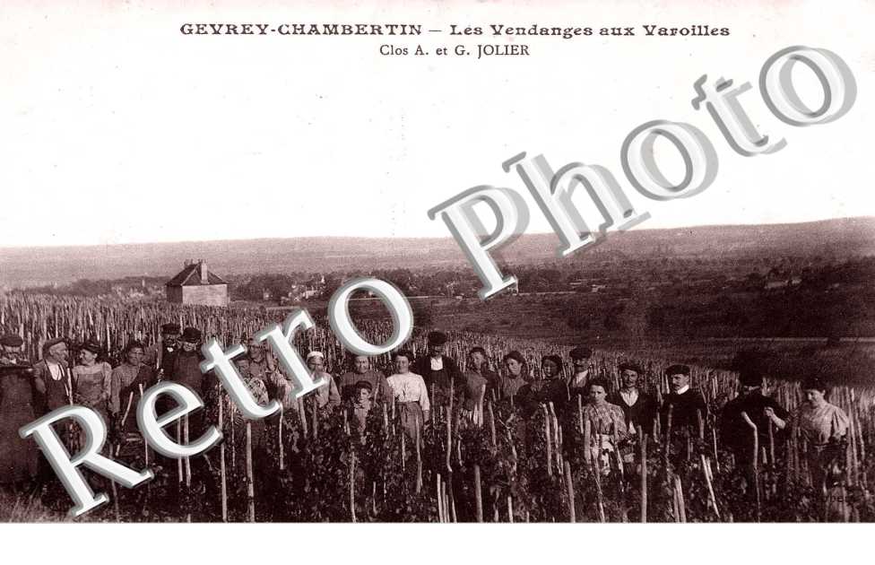les vendanges aux Varoilles