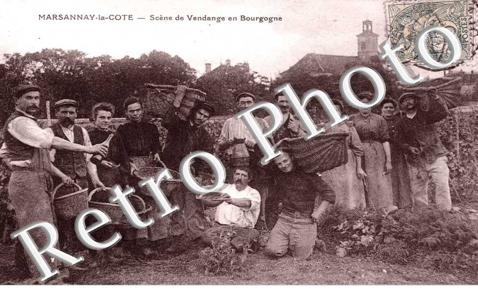 Scene de Vendange en Bourgogne