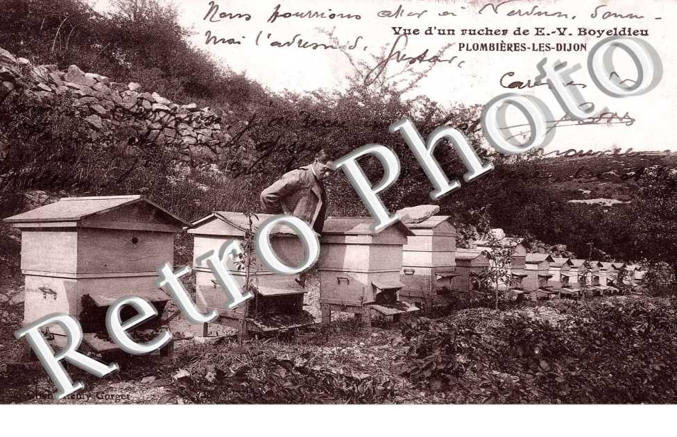Vue d'un rucher de E.V Boyeldieu ( apiculture )