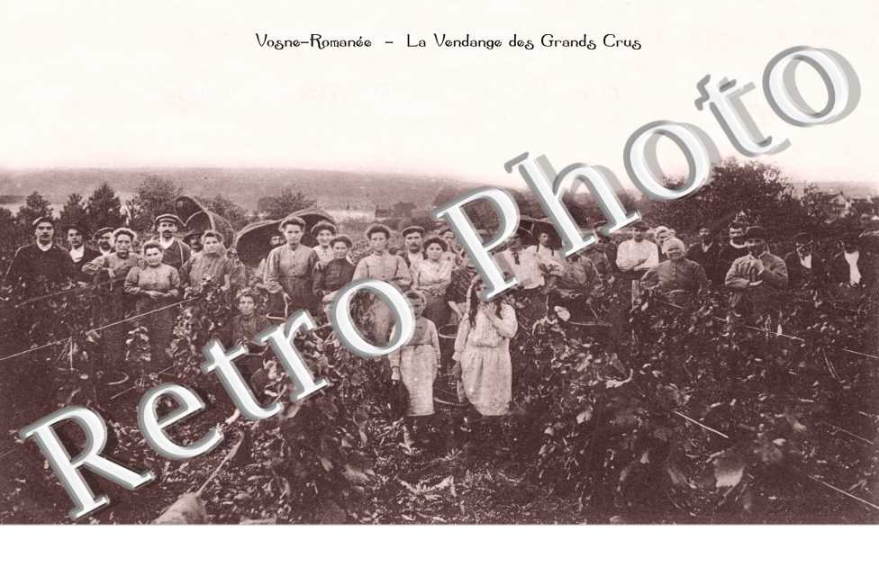 La Vendange des Grands Crus