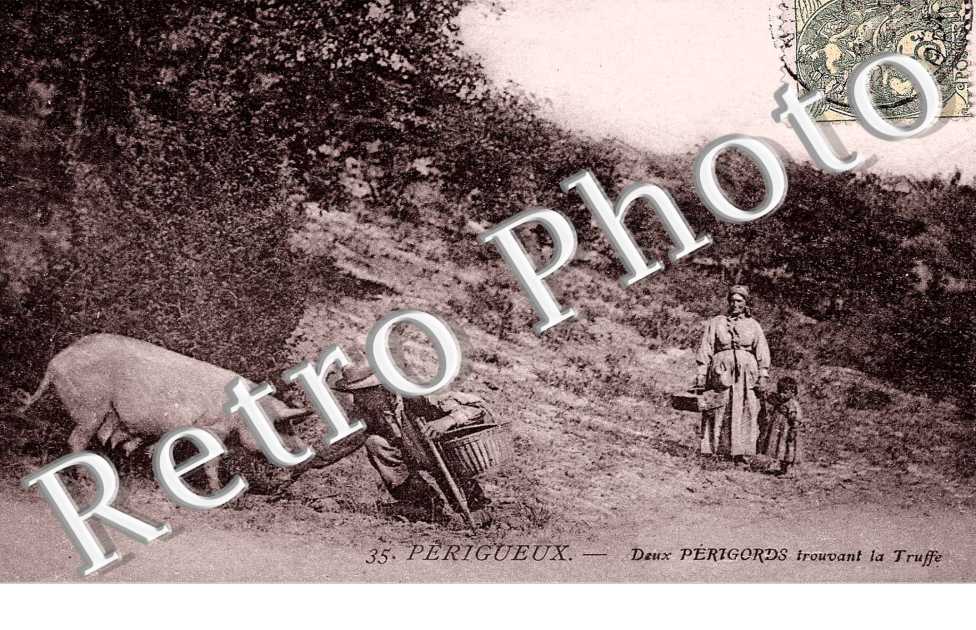 deux perigords trouvant la truffe