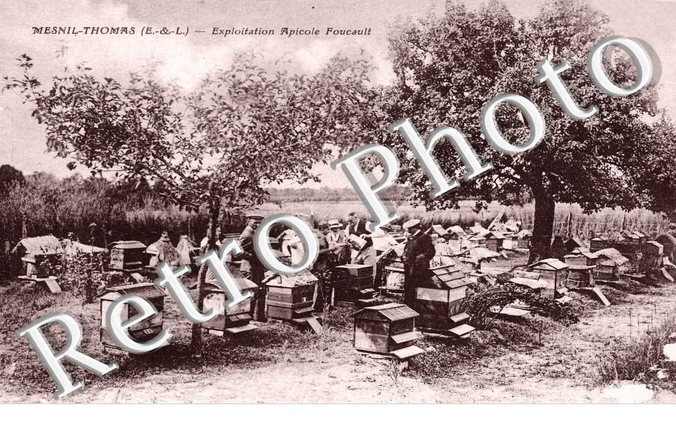 Exploitation apicole Foucault   - APICULTURE