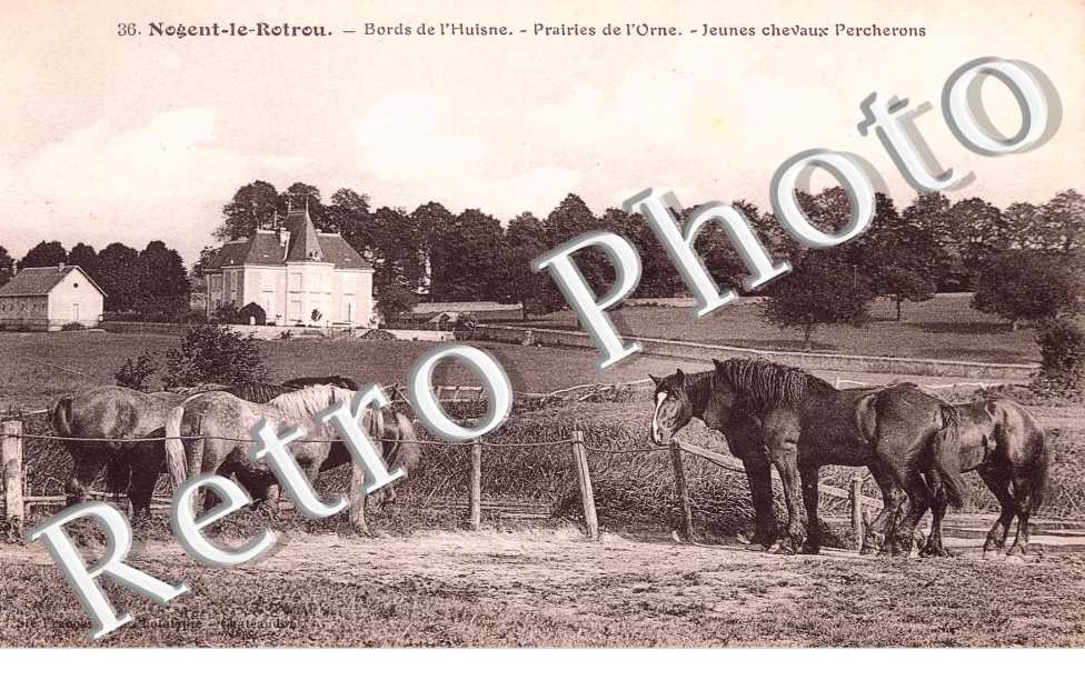 bords de l'Huisne Jeunes chevaux percherons