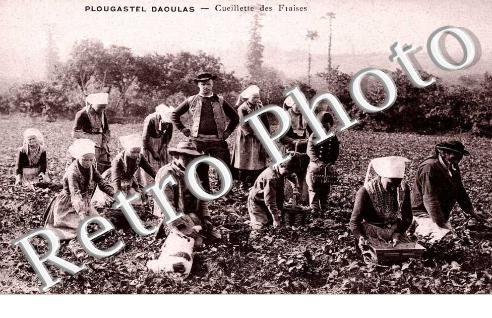 CUEILLETTE DES FRAISES 
