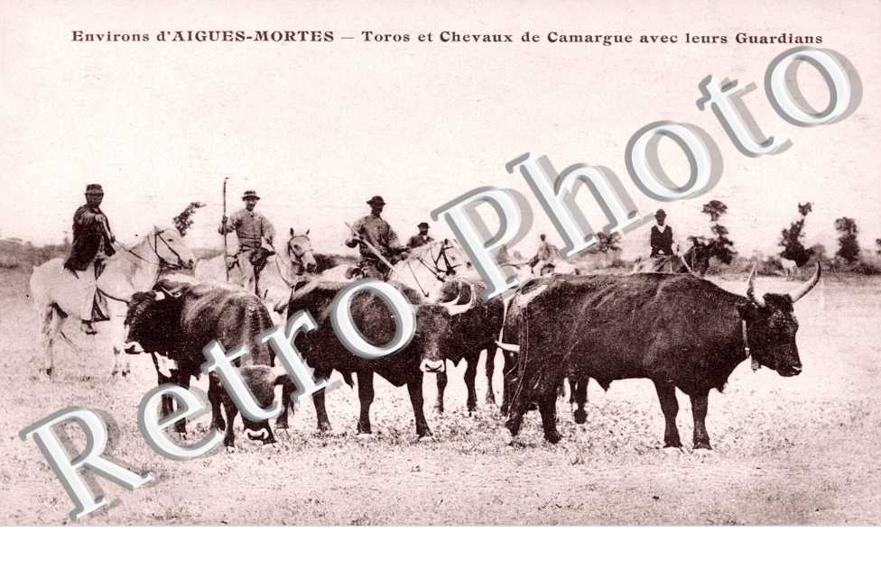 taureaux et chevaux de Camargue avec leurs gardiens