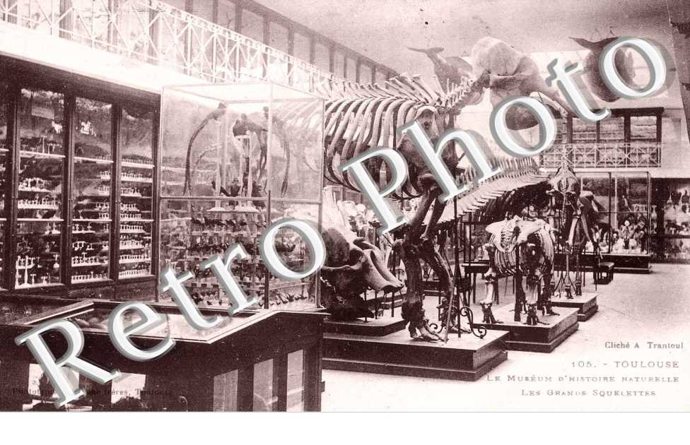 le Museum d'Histoire Naturelle Les Grands Squelettes