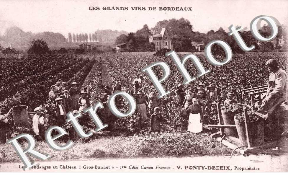 Les vendanges au chateau "Gros-Bonnet" - Ponty-Dezeix proprietaire