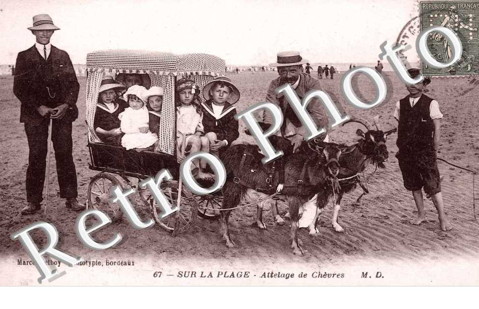 Attelage de chevres