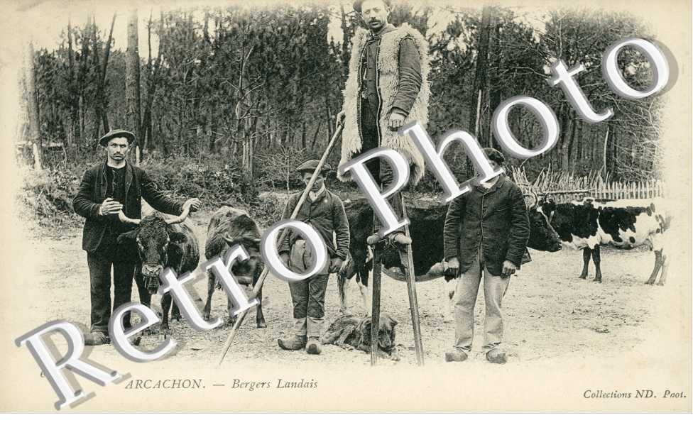Bergers Landais