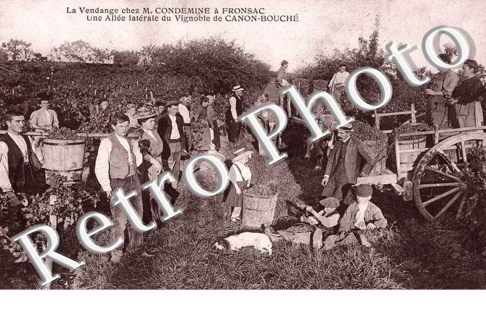 La vendange chez M. Condemine a Fronsac - Viticulture