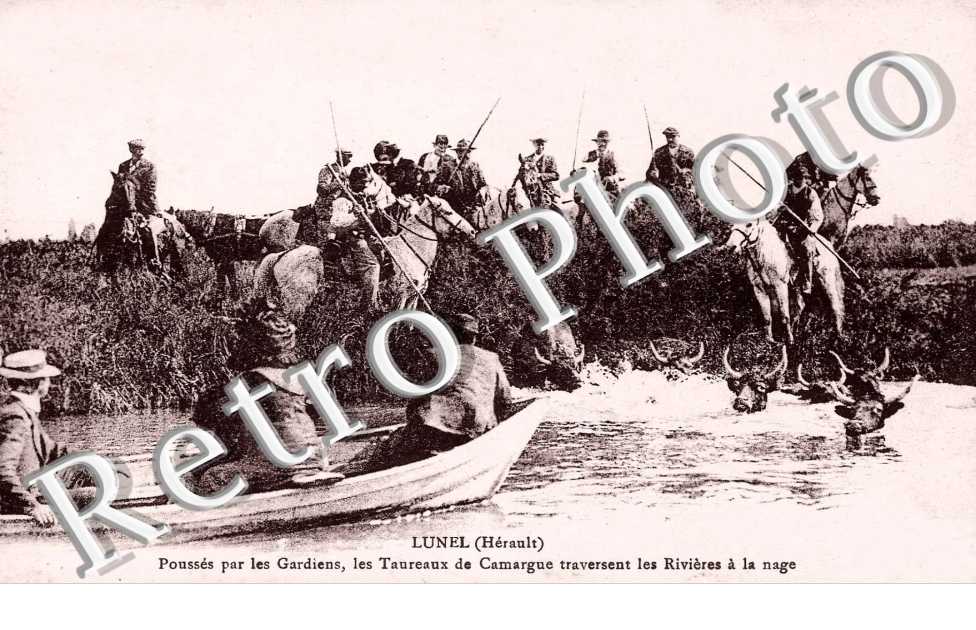 Pousses par les gardiens, les taureaux de Camargue traversent les rivieres a la nage