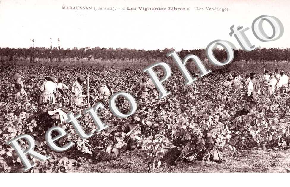 La cave cooperative des vignerons libres - les vendanges