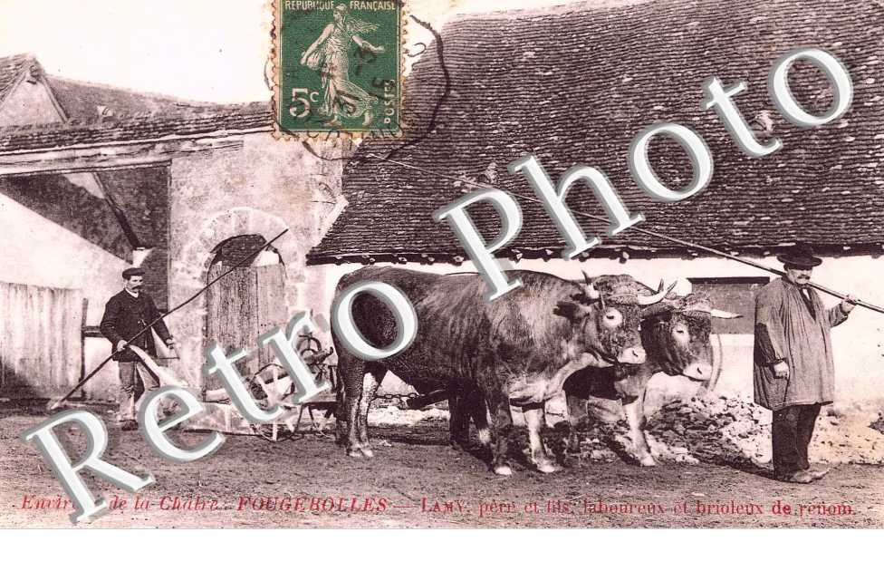 Un Attelage de Boeufs