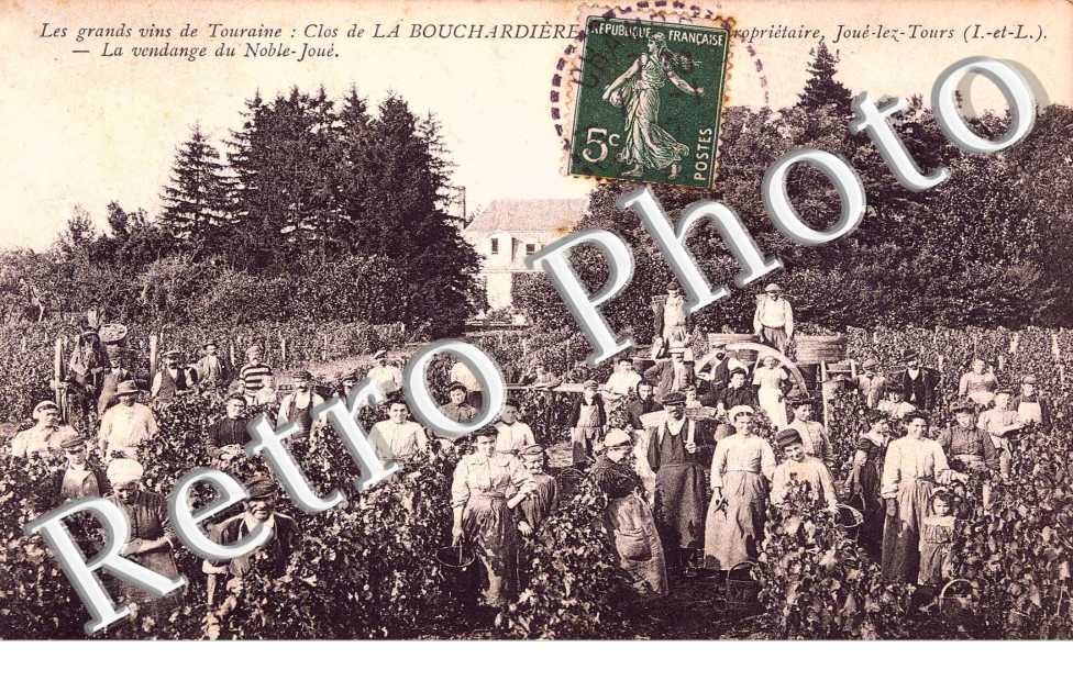 clos de la Bouchardiere, la vendange de Noble Joue