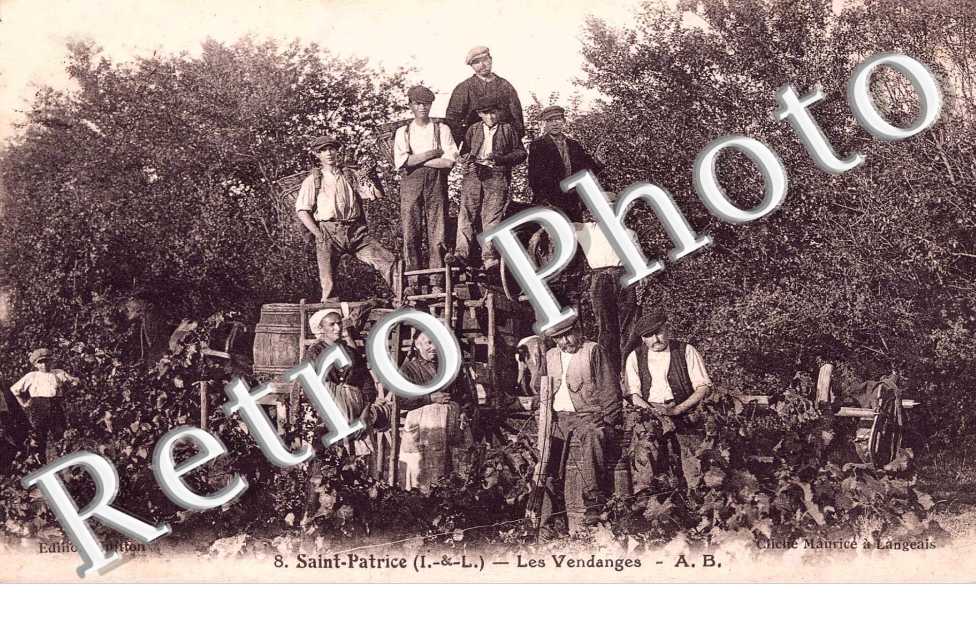 LES VENDANGES